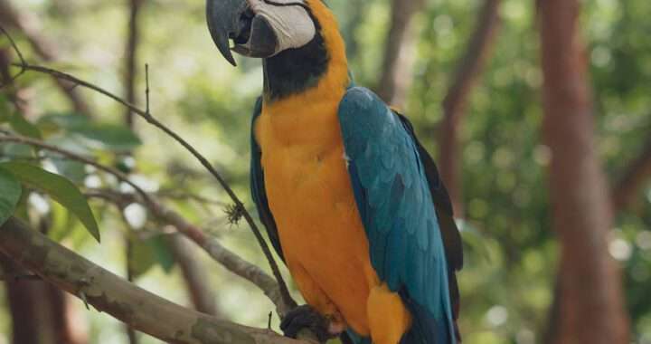 colorful parrot on branch